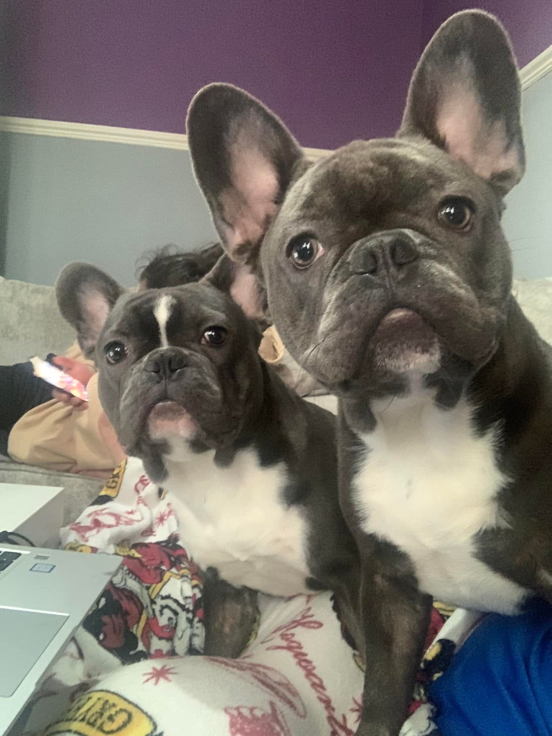 Meet Billy & Boss: The Frenchies Behind the Brand